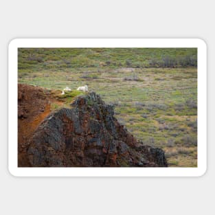 Dall Sheep on Hill Sticker